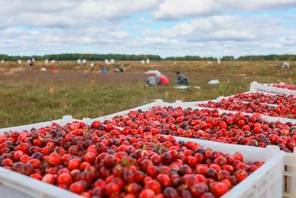 L'industria dei mirtilli rossi prospera nella città di Fuyuan dello Heilongjiang